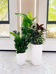 探寻宁波绿植租摆价格，别被高价坑了！